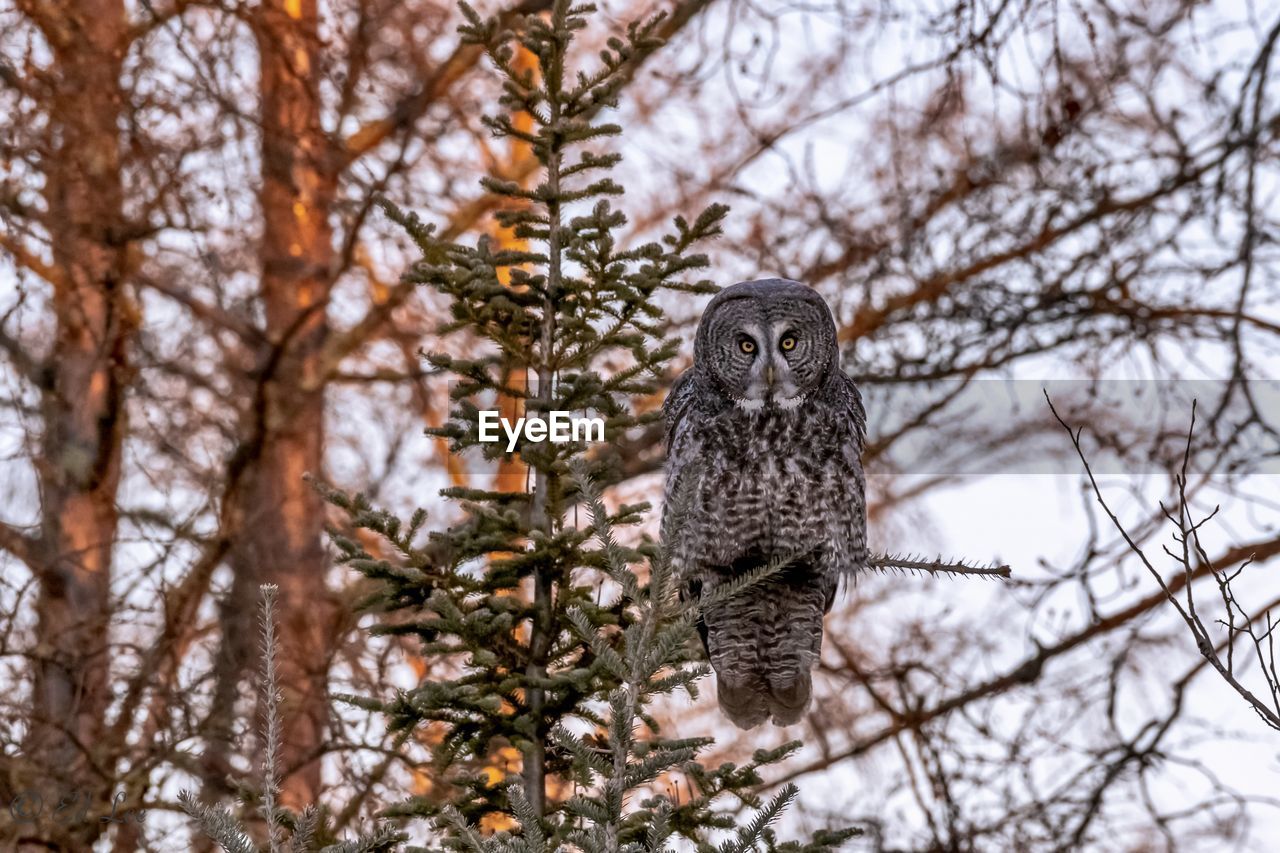Freat gray owl perching on tree
