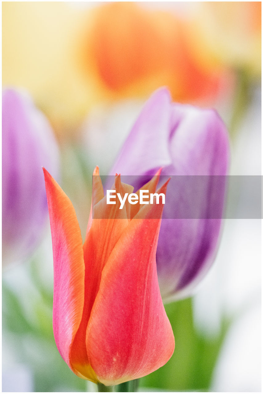 CLOSE-UP OF PINK TULIPS