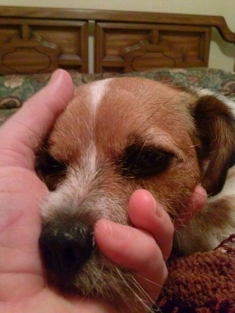 CLOSE-UP OF DOG LOOKING UP