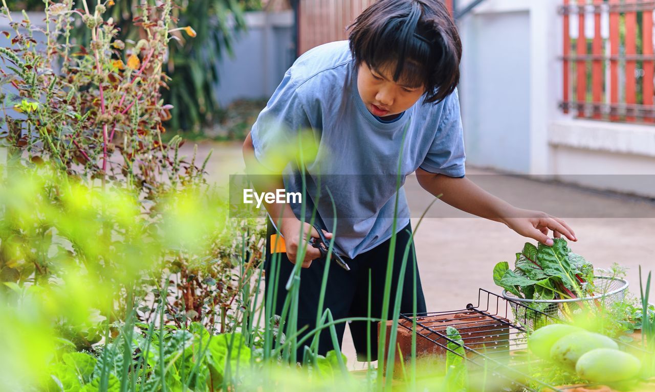 A boy collects vegetable in his homegrown garden