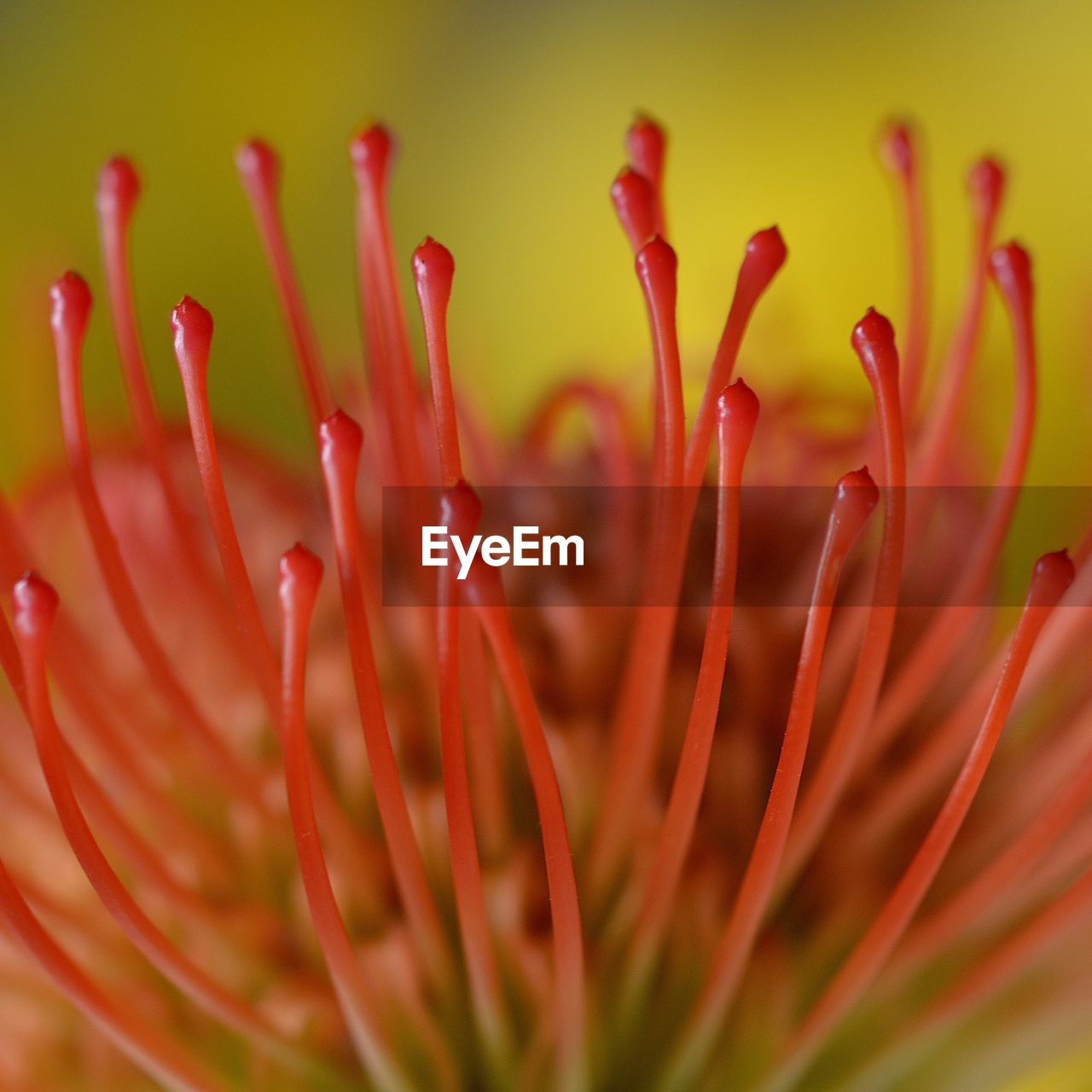 Close-up of red plant