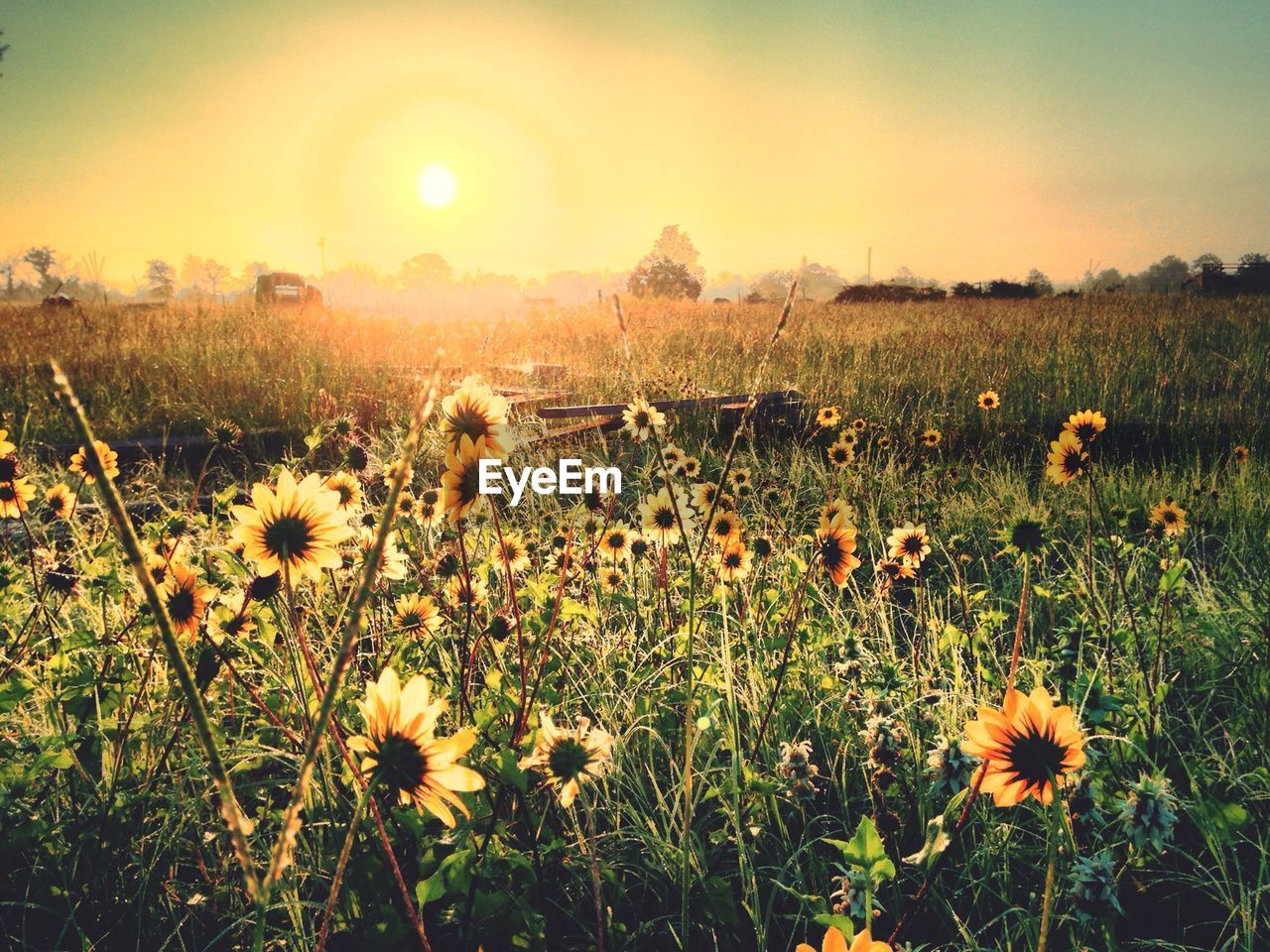 VIEW OF FLOWERS GROWING IN FIELD AGAINST SKY