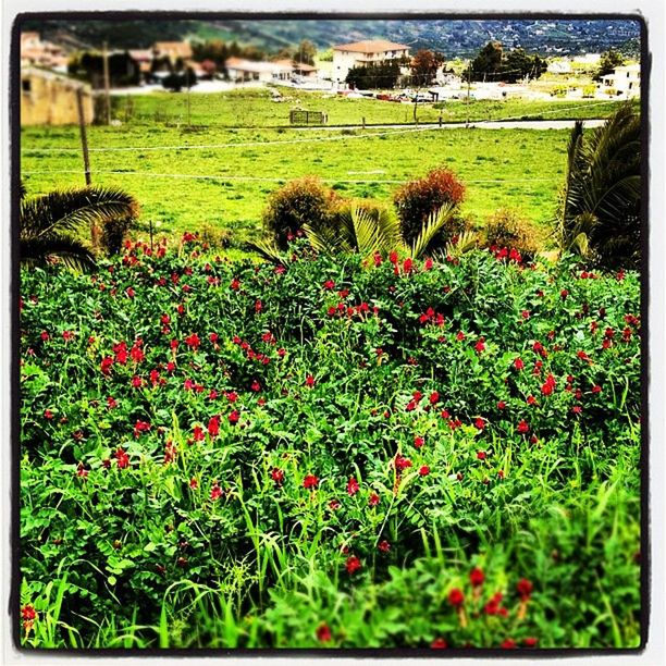 RED FLOWERS GROWING ON FIELD