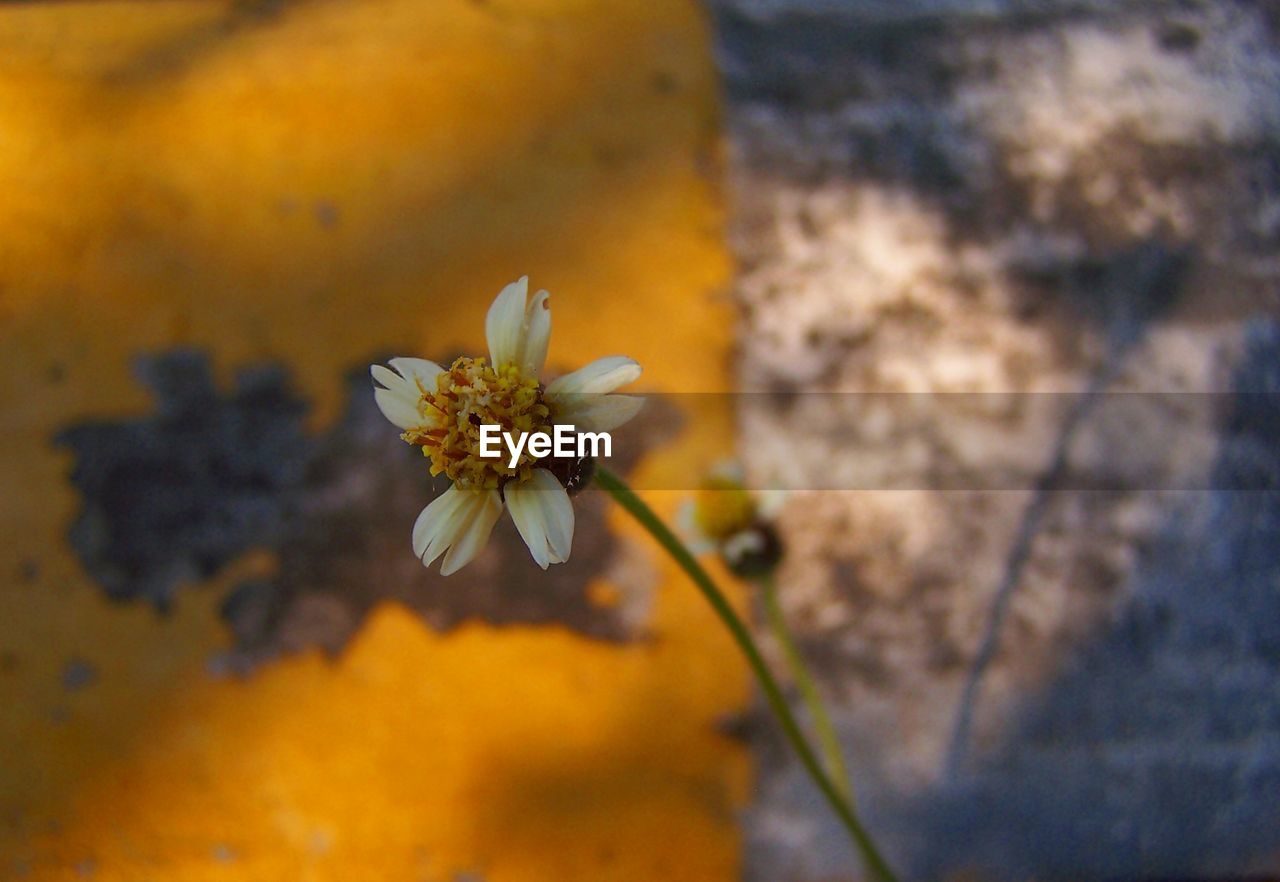 Close-up of yellow flowering plant