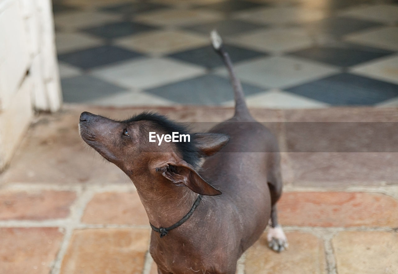 Mexican hairless dog ii , cuba