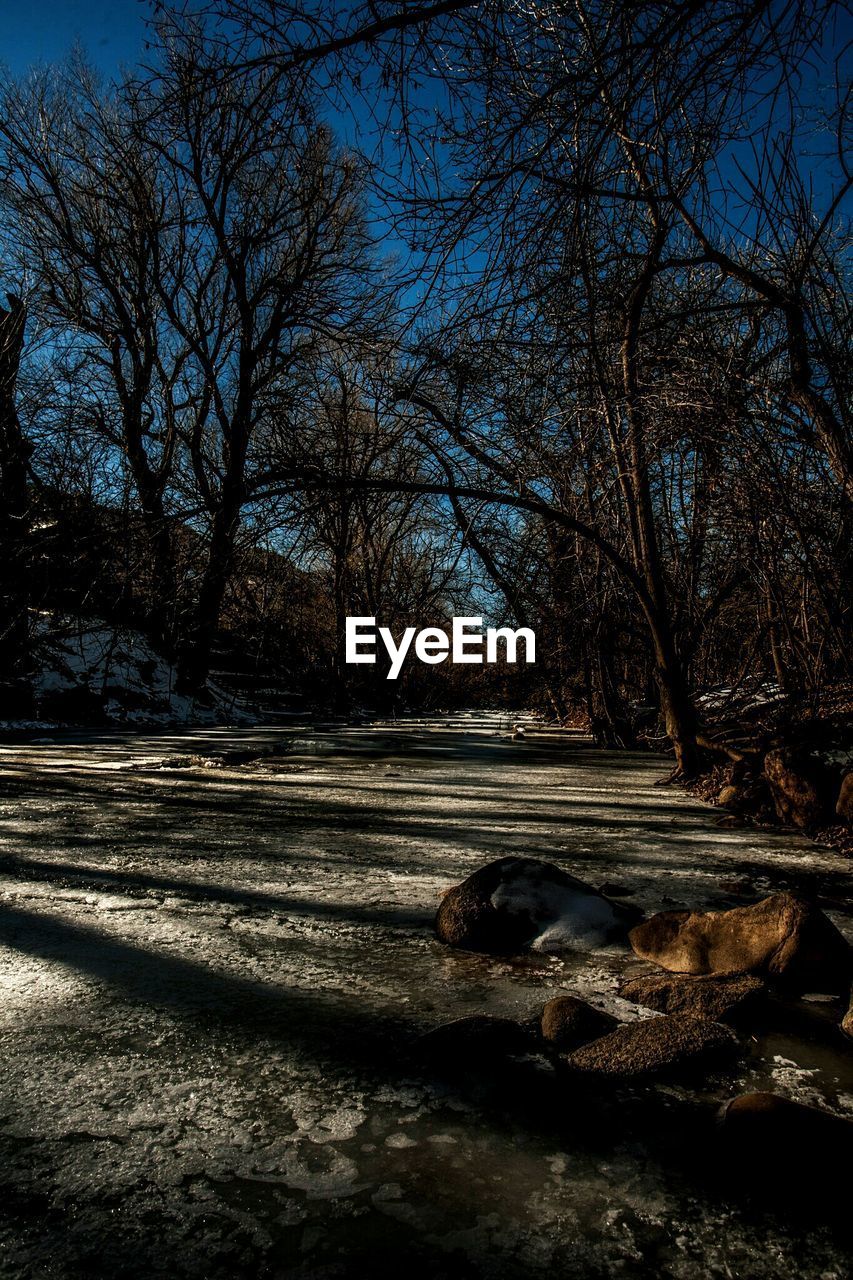 BARE TREES IN PARK