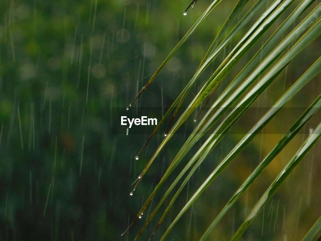 CLOSE-UP OF RAINDROPS ON PLANT