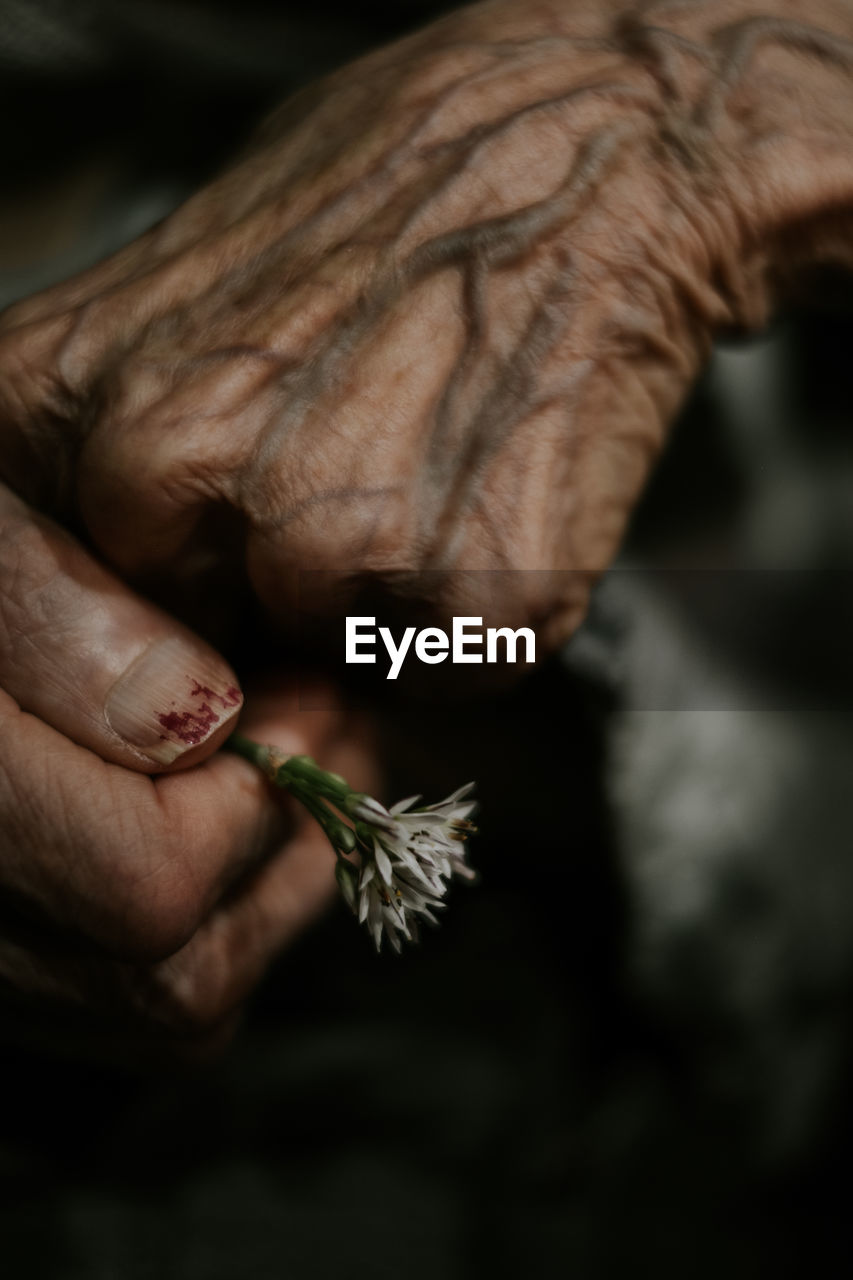 Closeup anonymous senior person holding small fresh flower in wrinkled hands person