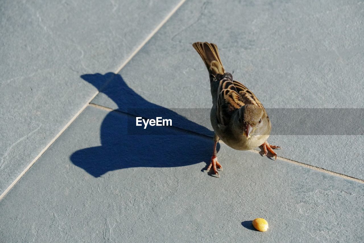 HIGH ANGLE VIEW OF BIRD FEEDING ON FOOTPATH