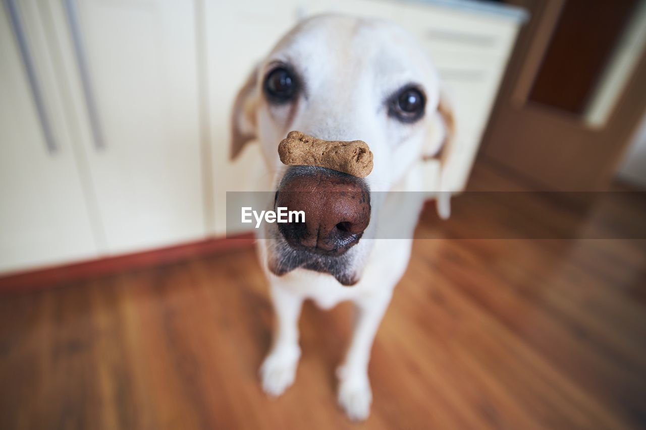 Funny labrador retriever balancing dog biscuit with bone shape on his snout.