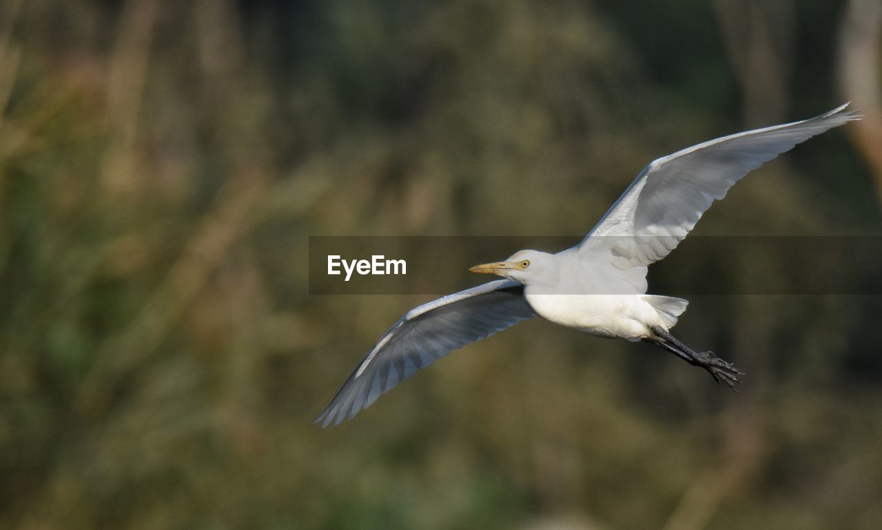 CLOSE-UP OF A BIRD