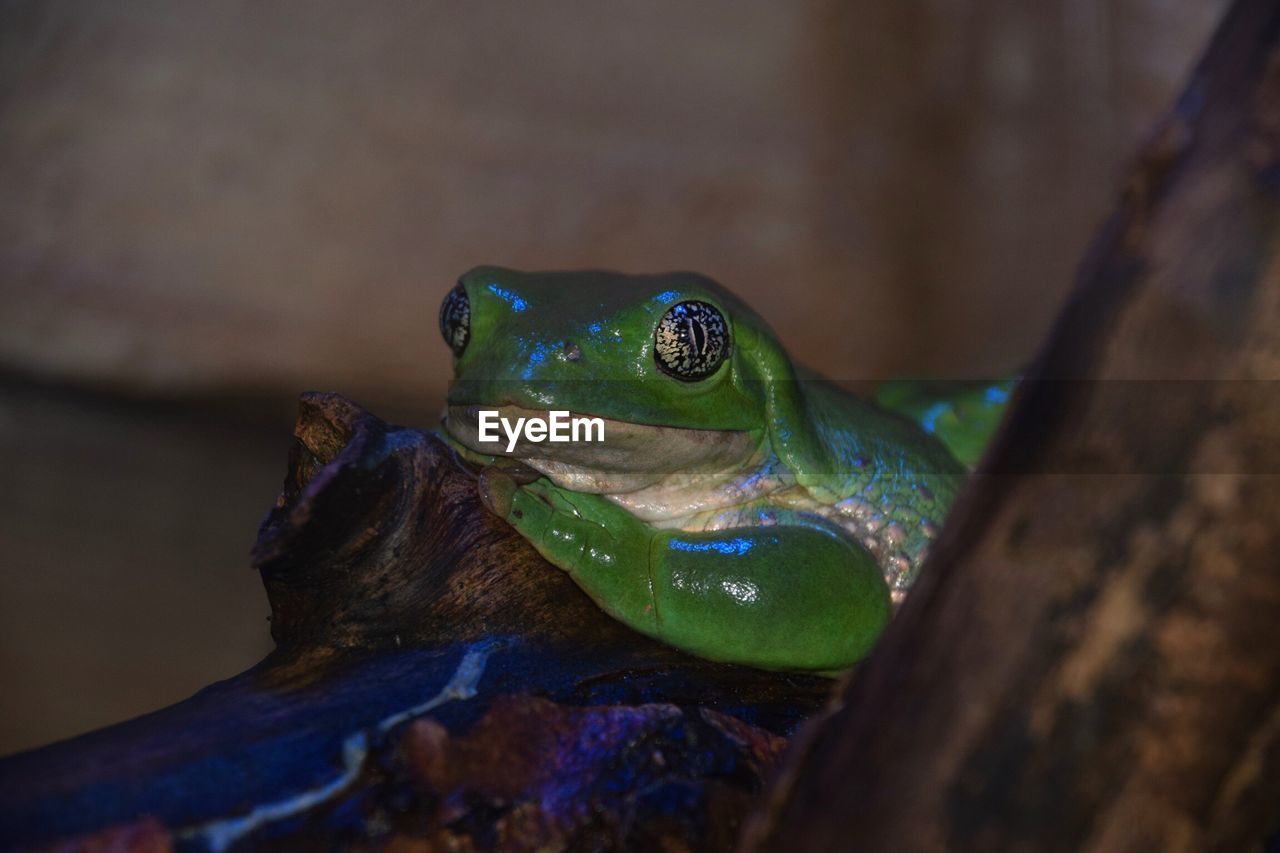 Close-up of frog