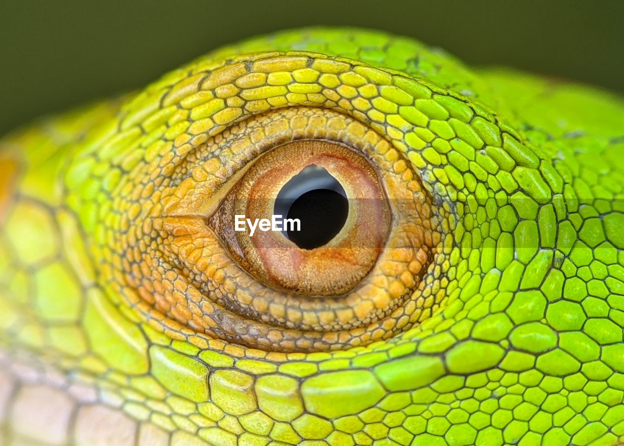 animal themes, animal, reptile, one animal, lizard, animal body part, animal wildlife, close-up, eye, green, macro photography, animal eye, animal head, no people, macro, extreme close-up, yellow, wildlife, common chameleon, nature, iguana, chameleon, multi colored, portrait, animal scale, iguania, animal skin, environment, outdoors, rainforest, pattern