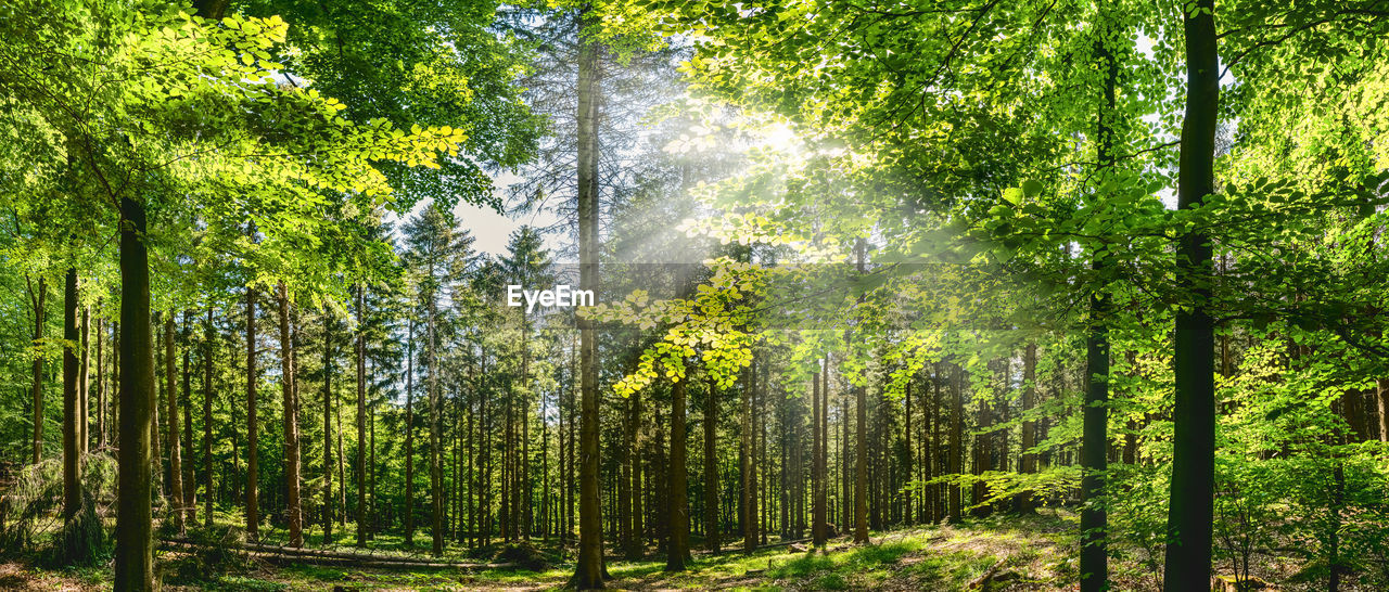 SUNLIGHT STREAMING THROUGH TREE TRUNKS IN FOREST