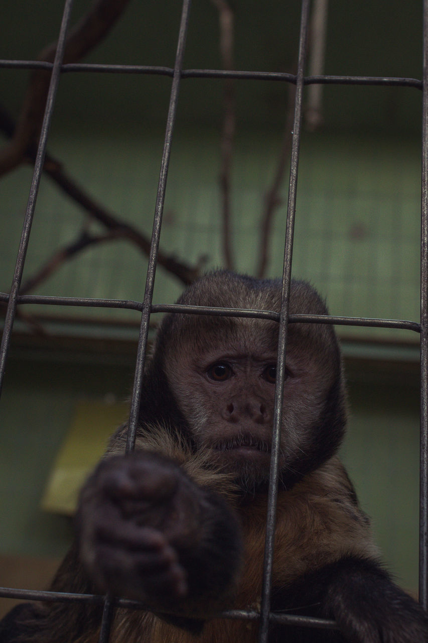 Close-up portrait of monkey in cage