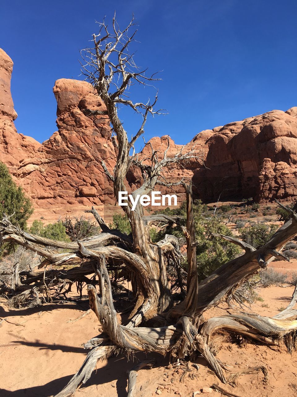 Dead tree on rock formation against sky