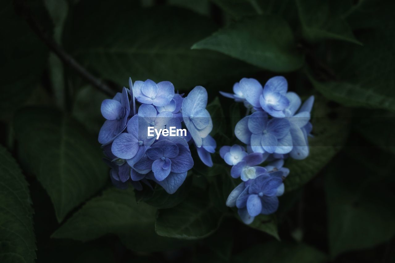 CLOSE-UP OF BLUE HYDRANGEA FLOWERS