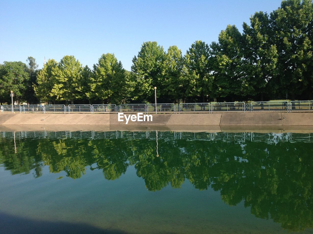 Trees reflection in the water 