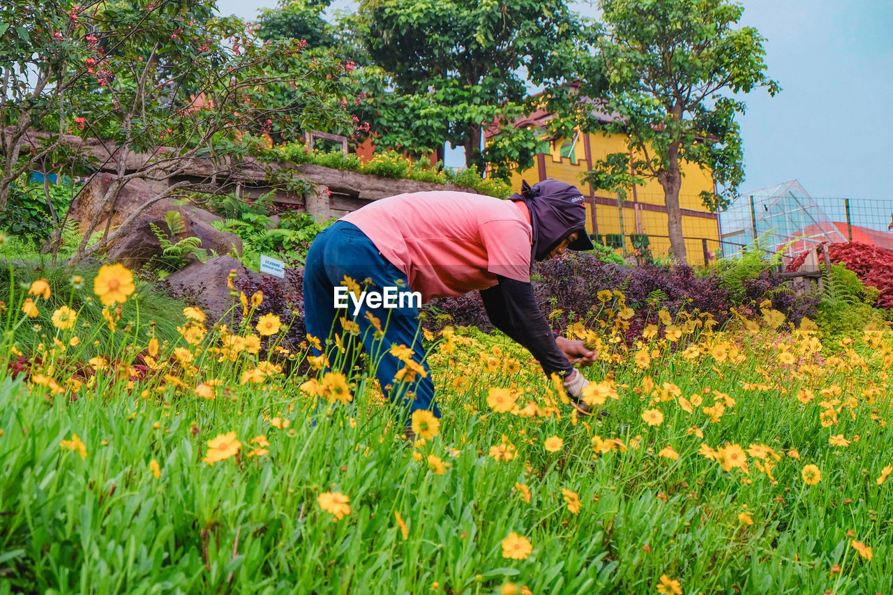 A man is tending a beautiful colorful flowers in the garden with a trees and sky on the background