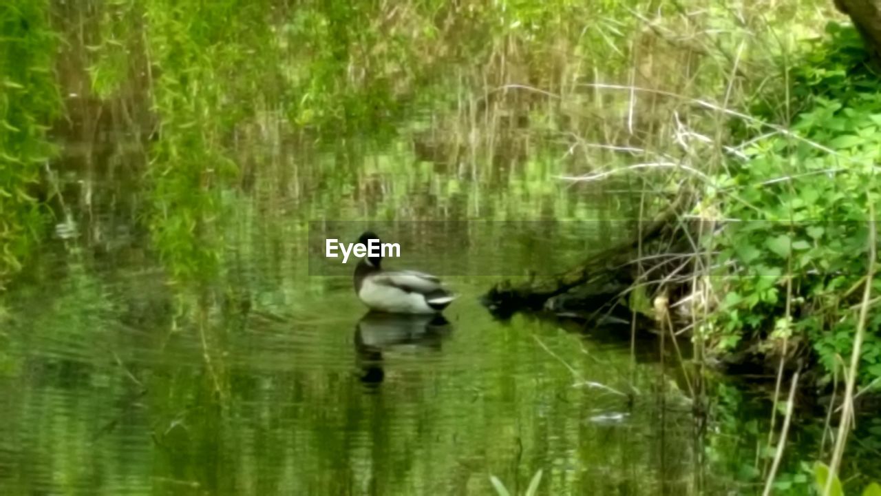 DUCKS ON LAKE