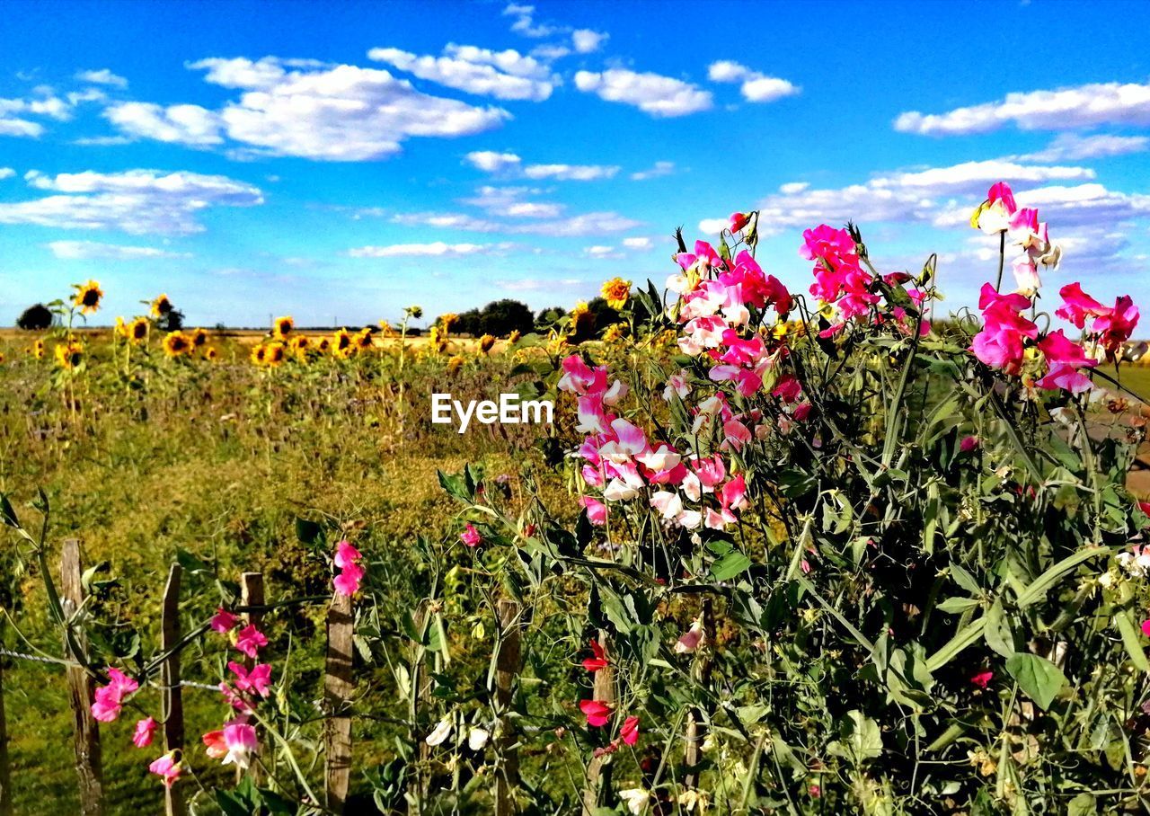 plant, flower, flowering plant, sky, beauty in nature, nature, cloud, freshness, meadow, landscape, field, growth, land, environment, pink, wildflower, grassland, no people, fragility, prairie, scenics - nature, grass, flower head, tranquility, rural scene, day, springtime, outdoors, blue, multi colored, inflorescence, sunlight, petal, tranquil scene, agriculture, blossom, summer, plain, non-urban scene, idyllic, green, vibrant color