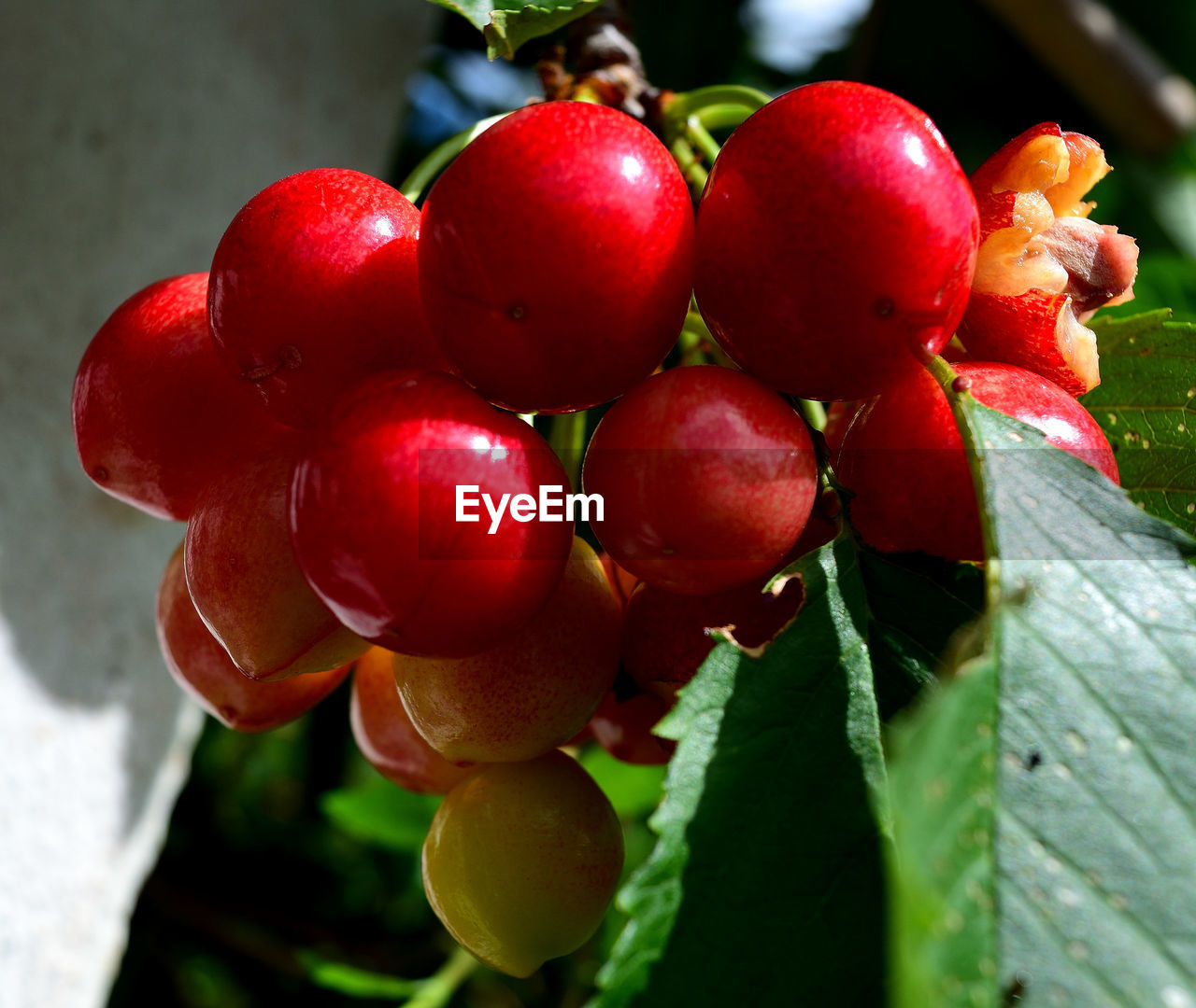 CLOSE-UP OF RED BERRIES IN WATER
