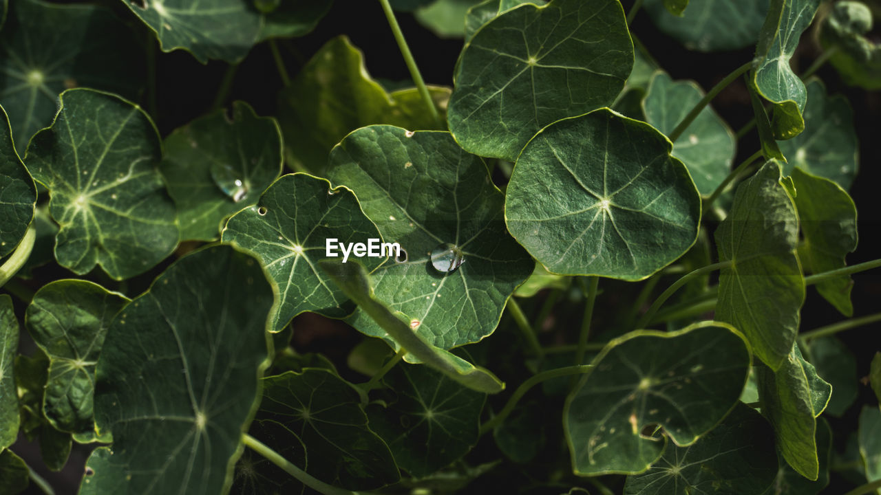 Close-up of raindrops on leaves