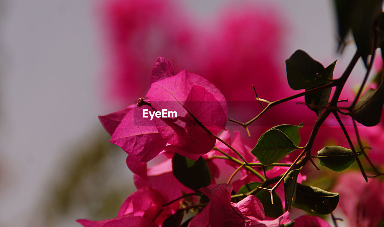 Close-up of pink flowers