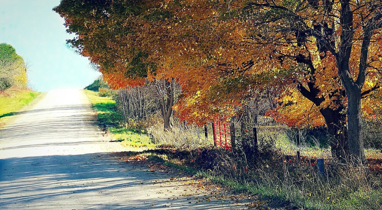 VIEW OF TREES ALONG ROAD