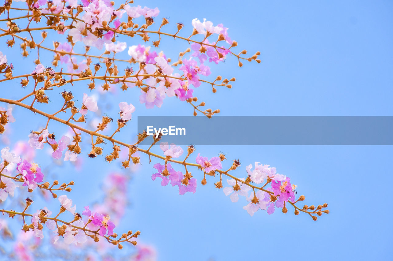 LOW ANGLE VIEW OF PINK CHERRY BLOSSOMS AGAINST BLUE SKY