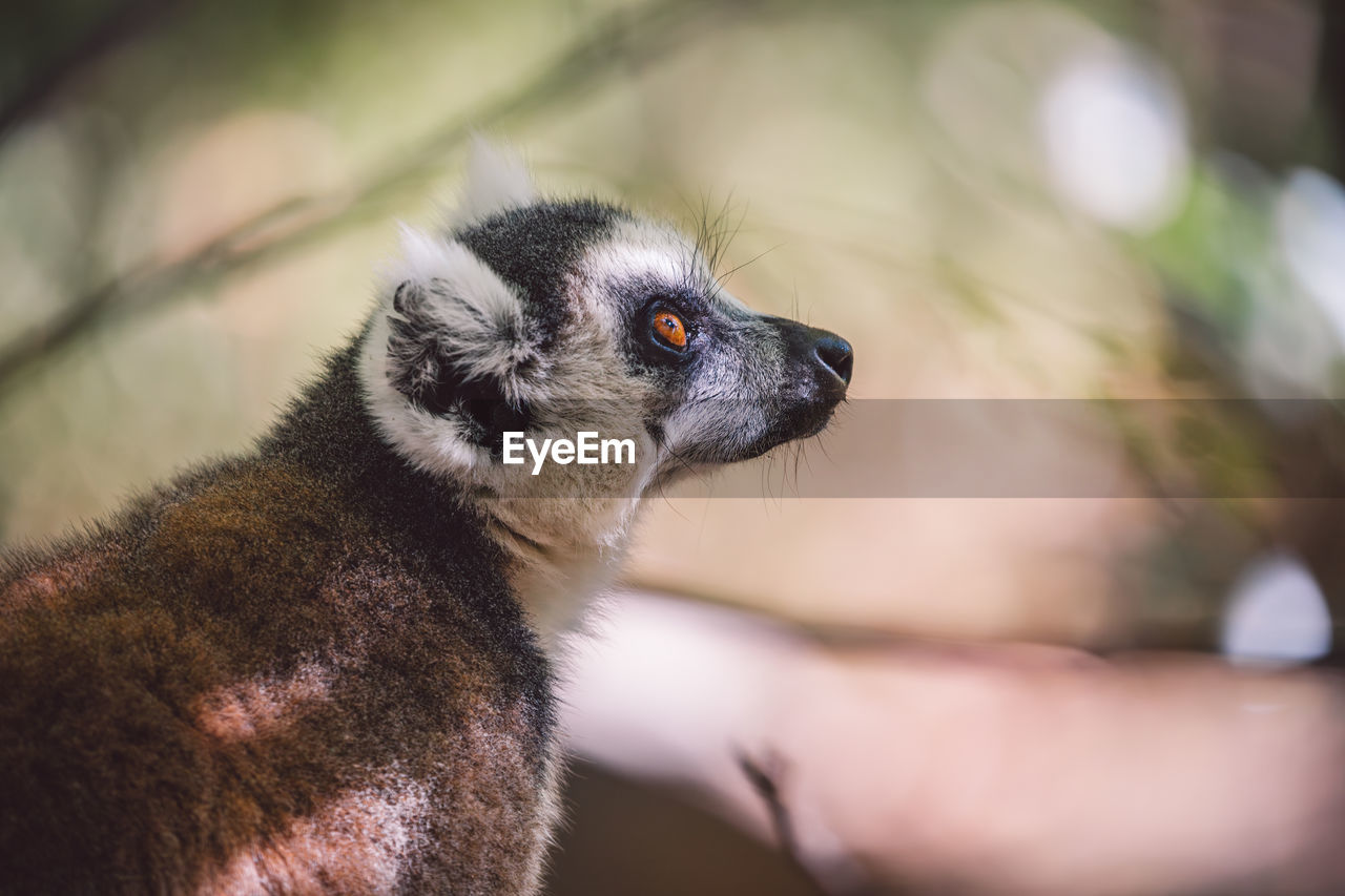 animal themes, animal, one animal, animal wildlife, close-up, mammal, wildlife, nature, animal body part, portrait, primate, no people, outdoors, cute, looking, animal hair
