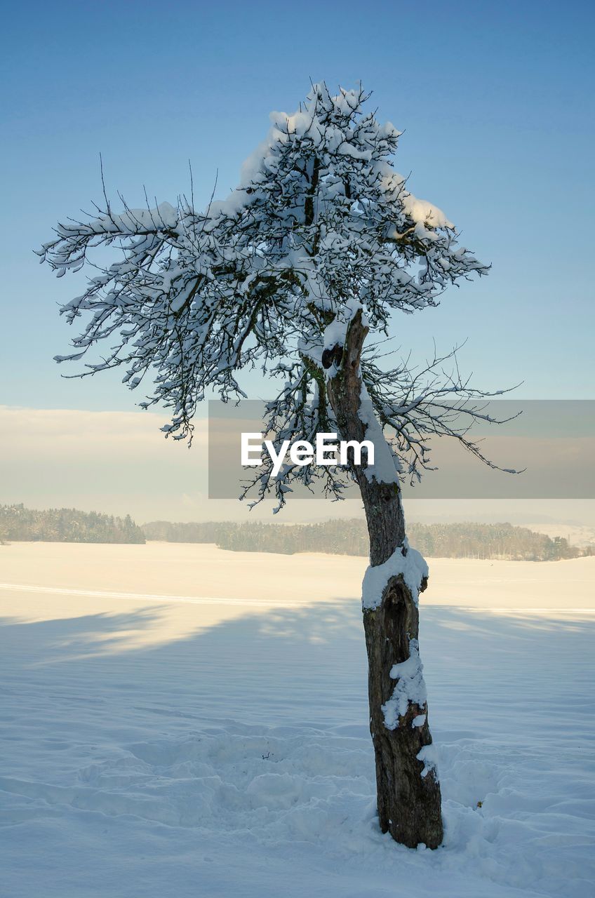 BARE TREE IN SNOW COVERED LANDSCAPE