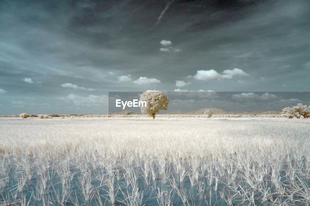 Infrared image of grass on landscape against sky
