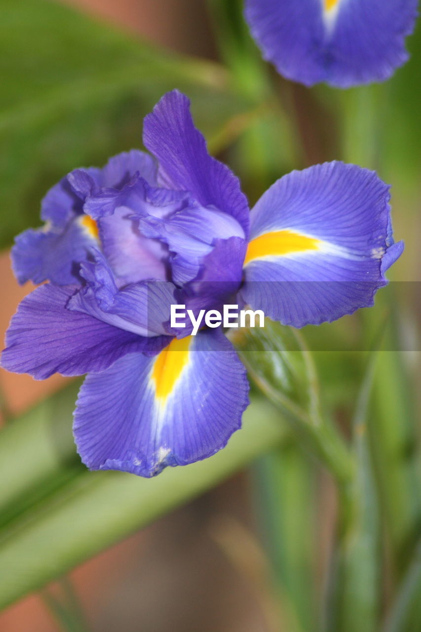 CLOSE-UP OF PURPLE FLOWERS BLOOMING