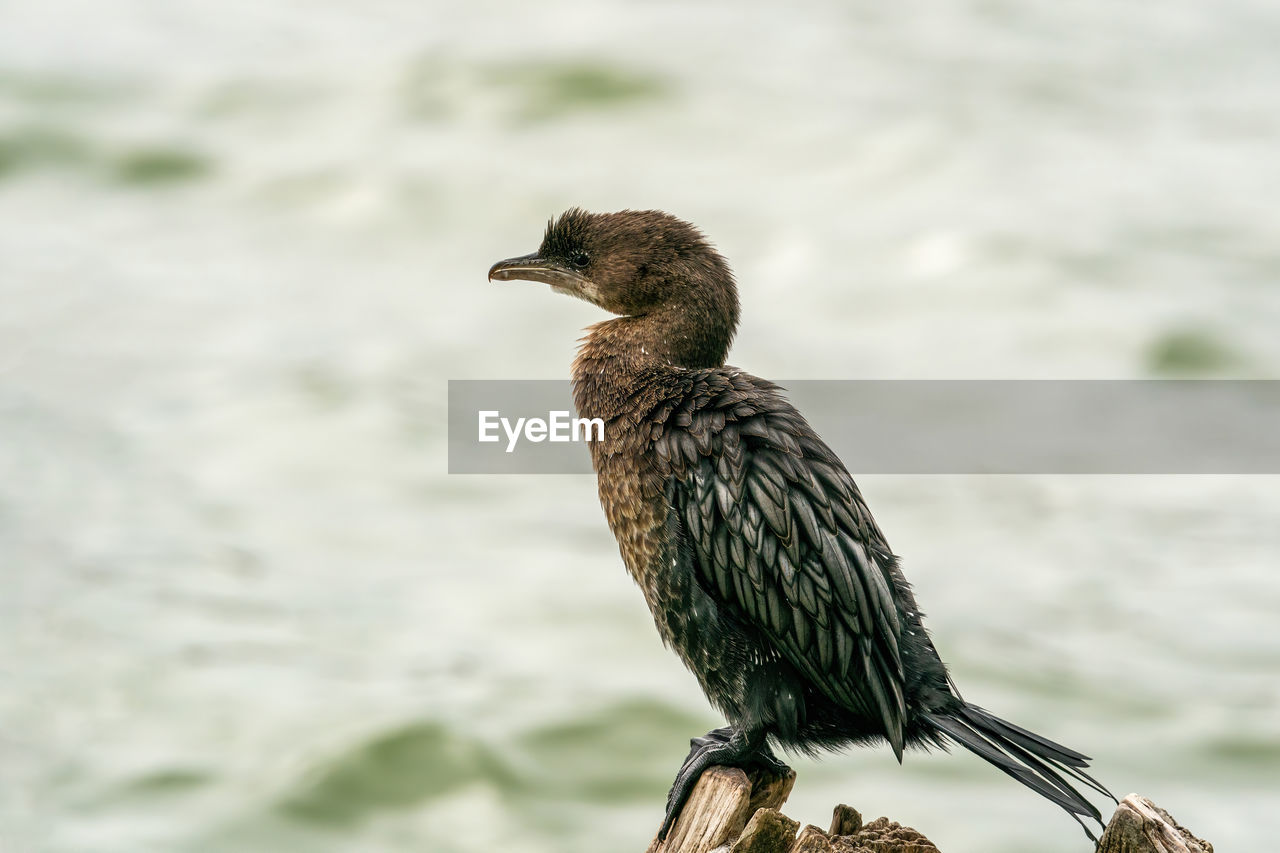 Bird perching on branch