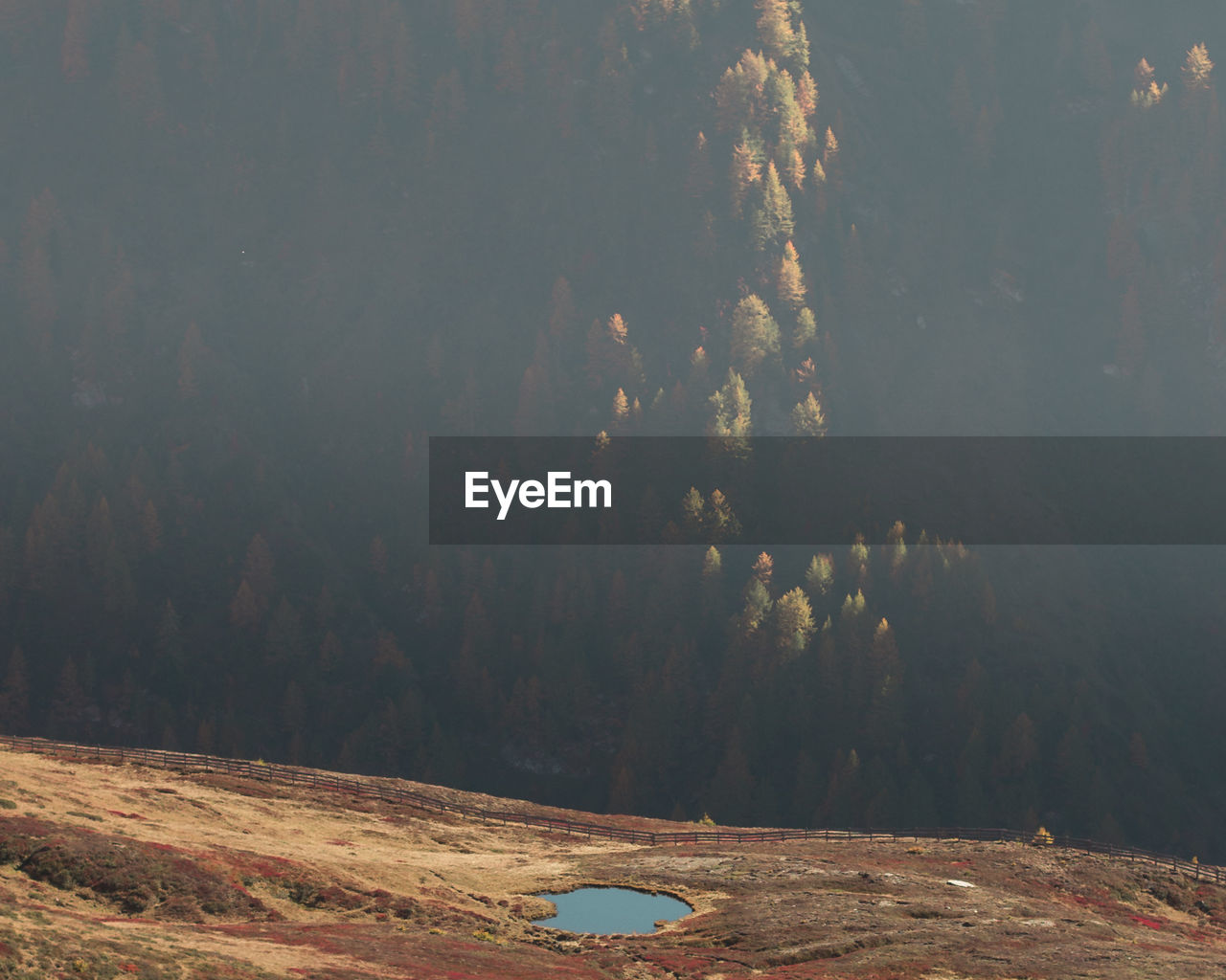 SCENIC VIEW OF FOREST AGAINST SKY DURING AUTUMN