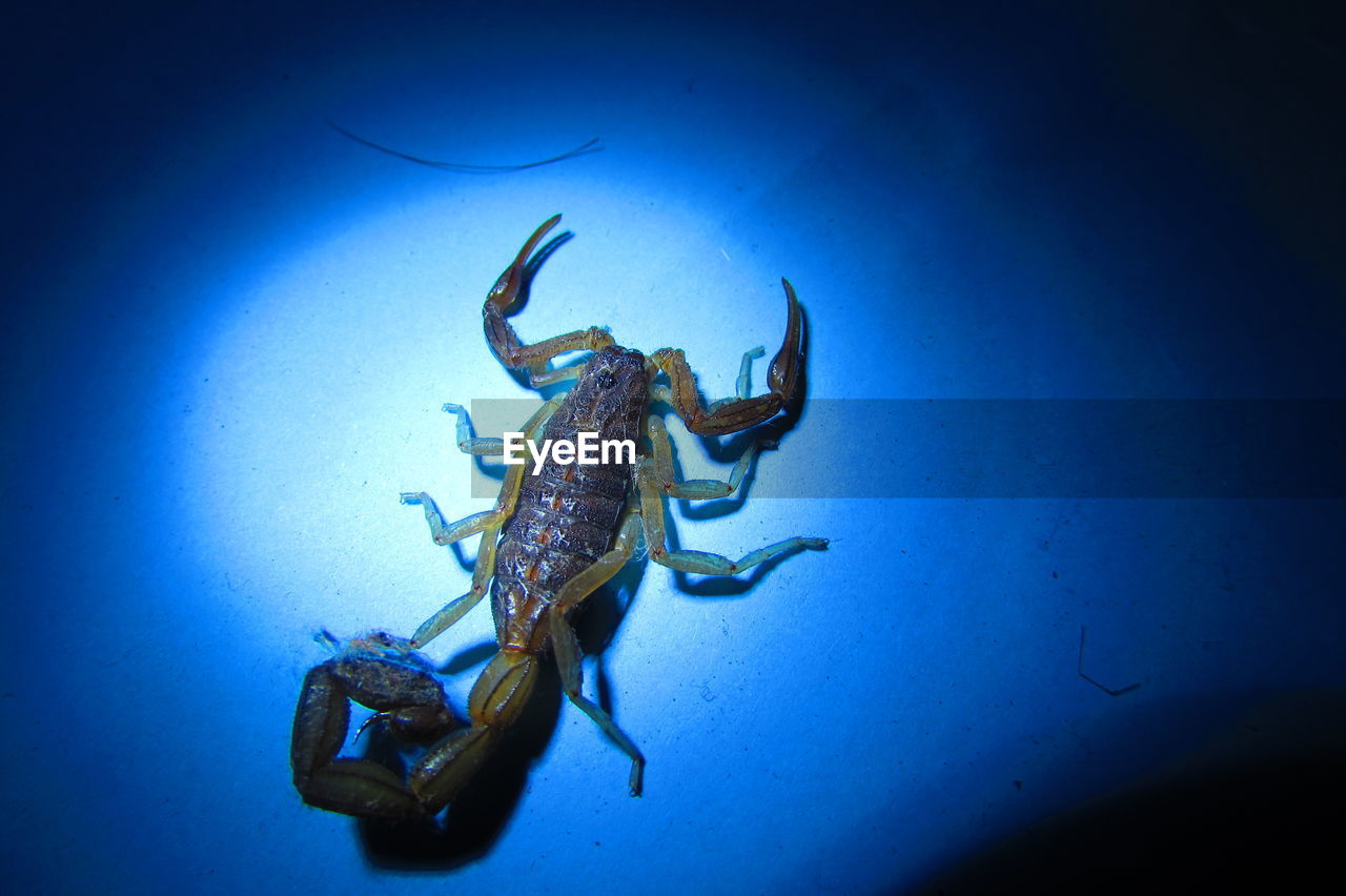 High angle view of scorpion on blue surface