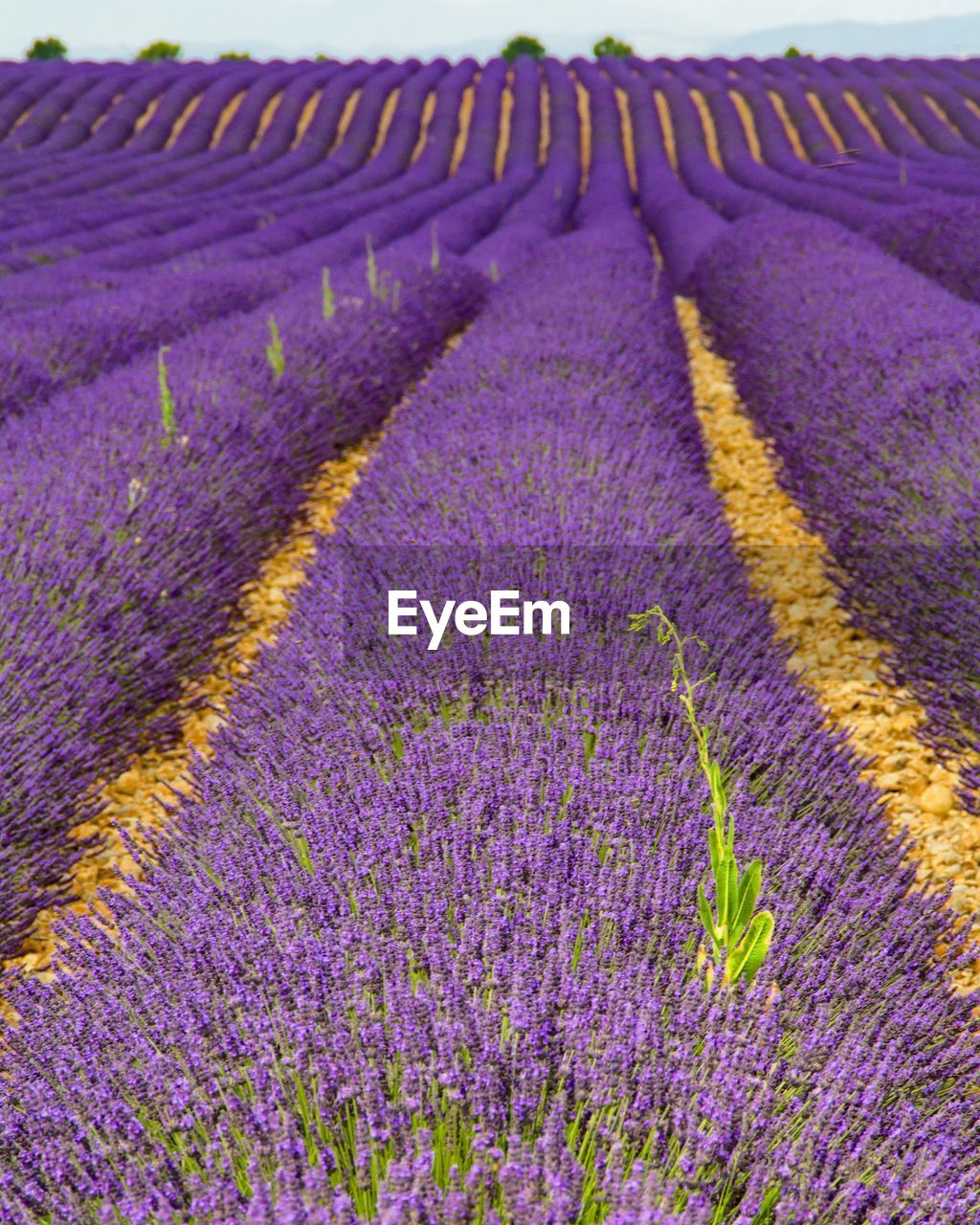 SCENIC VIEW OF LAVENDER FIELD