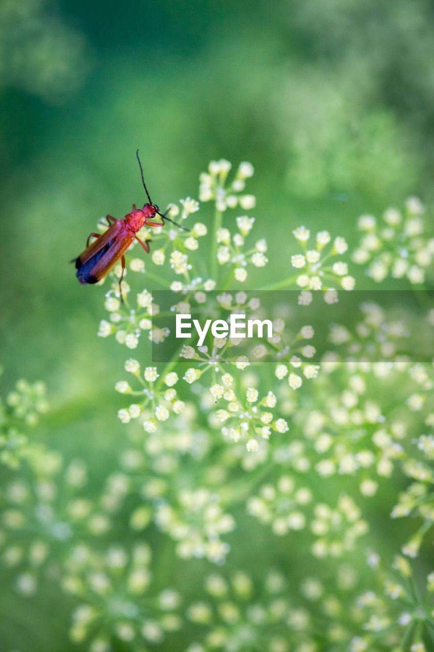 Close-up of bug on plant