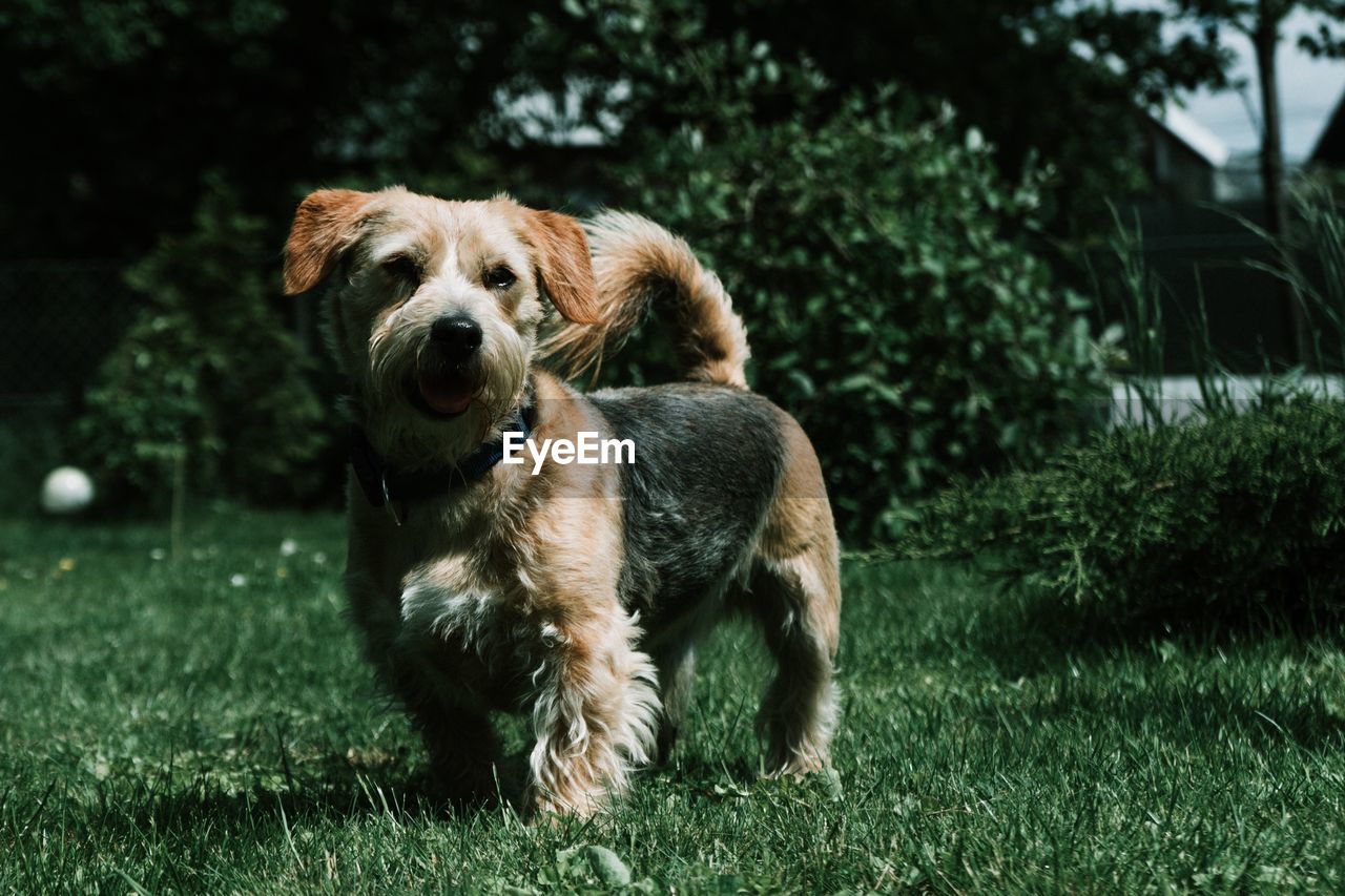 Dog looking away on field