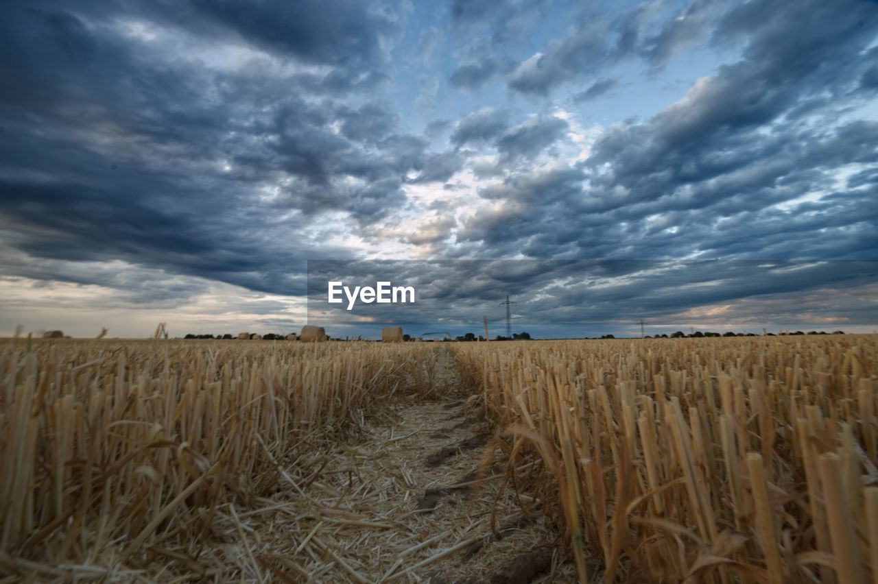 FIELD AGAINST SKY