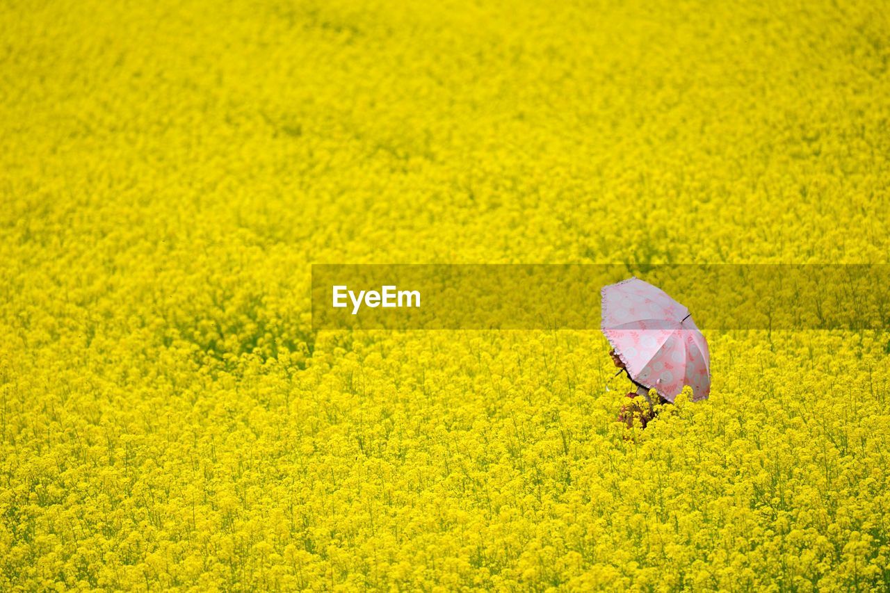 Close-up of fresh yellow flower in field