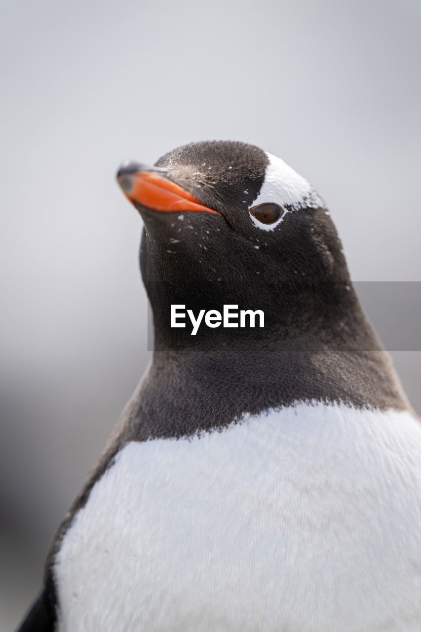 Close-up of gentoo penguin chest and head
