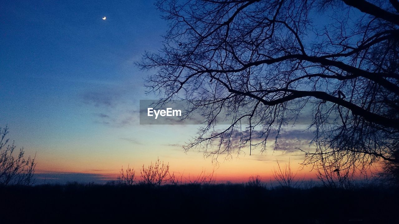 Bare trees on silhouette landscape against blue sky