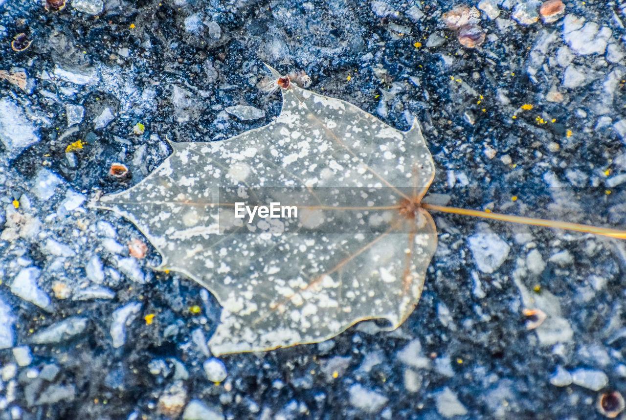 HIGH ANGLE VIEW OF WET ROCKS IN SNOW