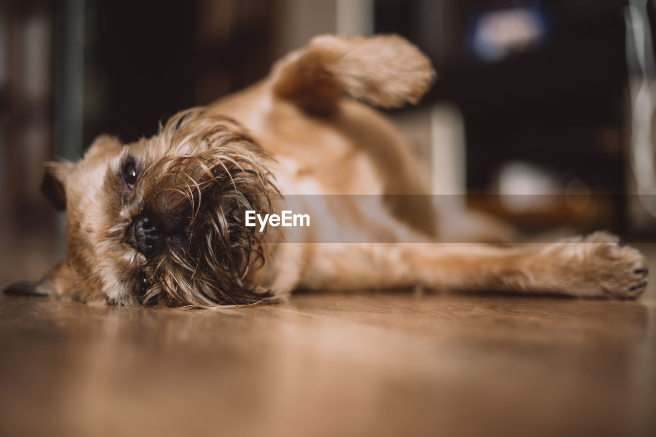 CLOSE-UP OF A DOG RESTING ON FLOOR