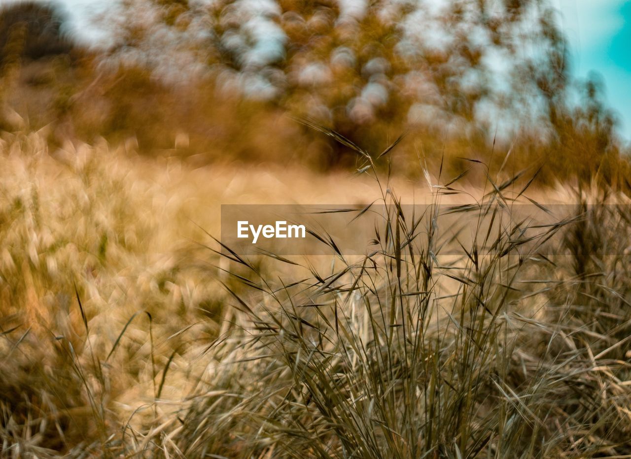 Close-up of wheat growing on field