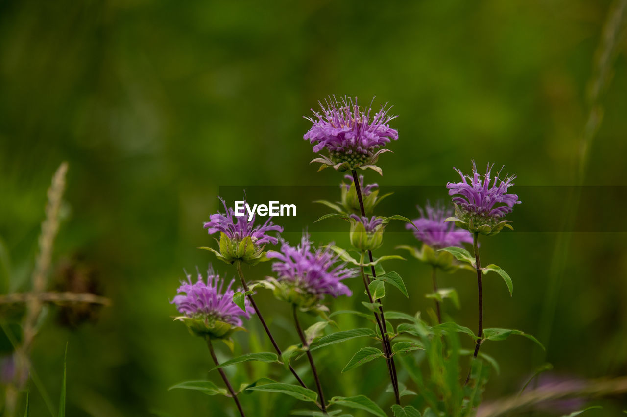 flower, flowering plant, plant, beauty in nature, freshness, purple, nature, meadow, prairie, medicine, close-up, growth, botany, no people, fragility, food, green, flower head, herb, pink, inflorescence, animal wildlife, plant part, summer, food and drink, alternative medicine, herbal medicine, healthcare and medicine, outdoors, focus on foreground, leaf, wildflower, macro photography, grass, land, field, blossom, petal, vegetable, day, garden, thistle, outdoor pursuit, non-urban scene, environment