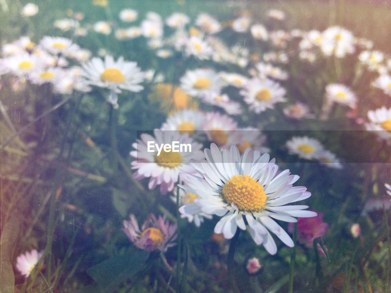 Close-up of daises blooming on field