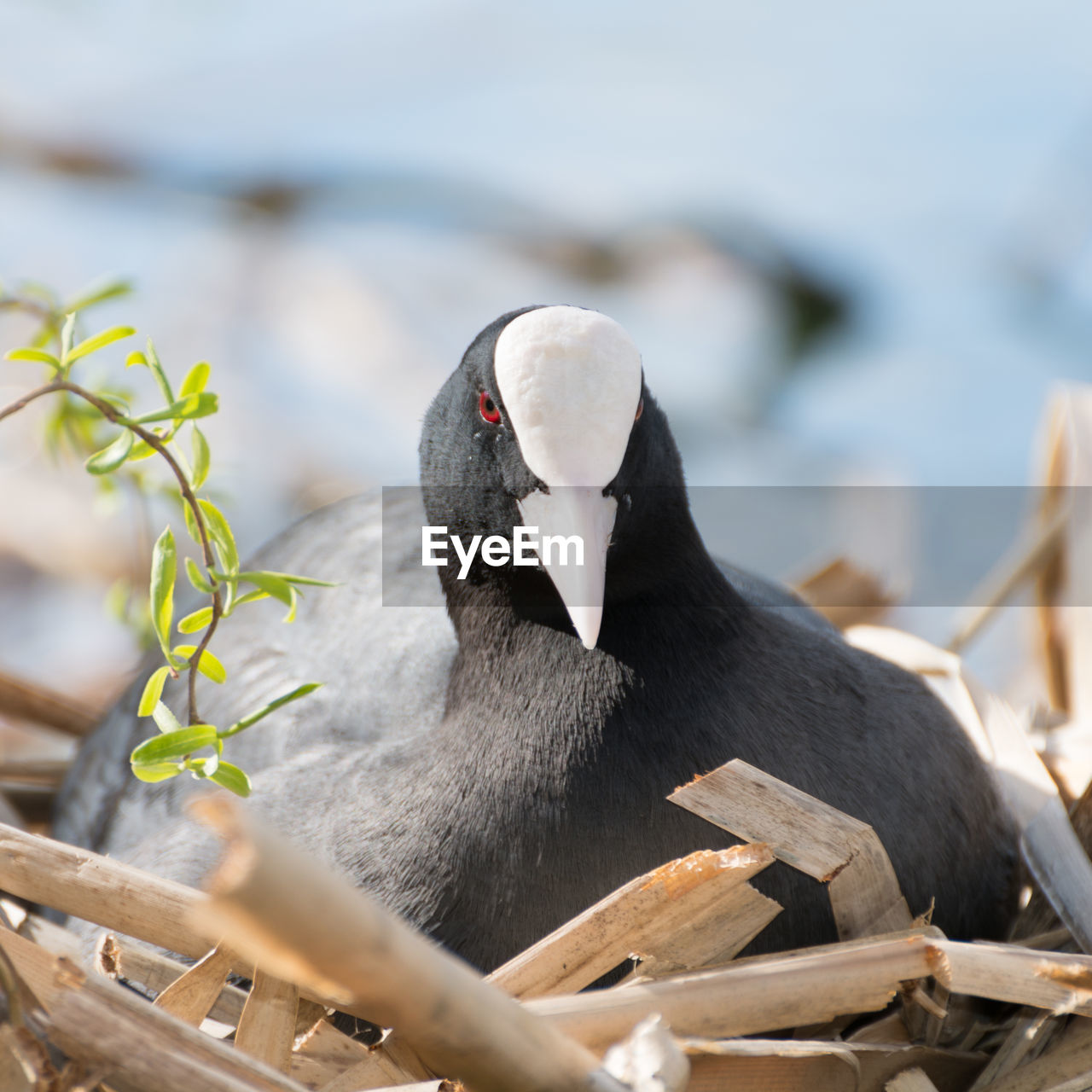 Close-up of coot relaxing in nest